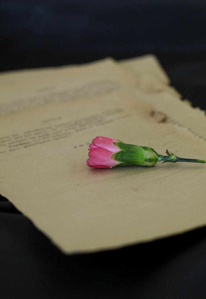 A pink carnation lies on vintage yellowed pages, creating a classic still life composition.