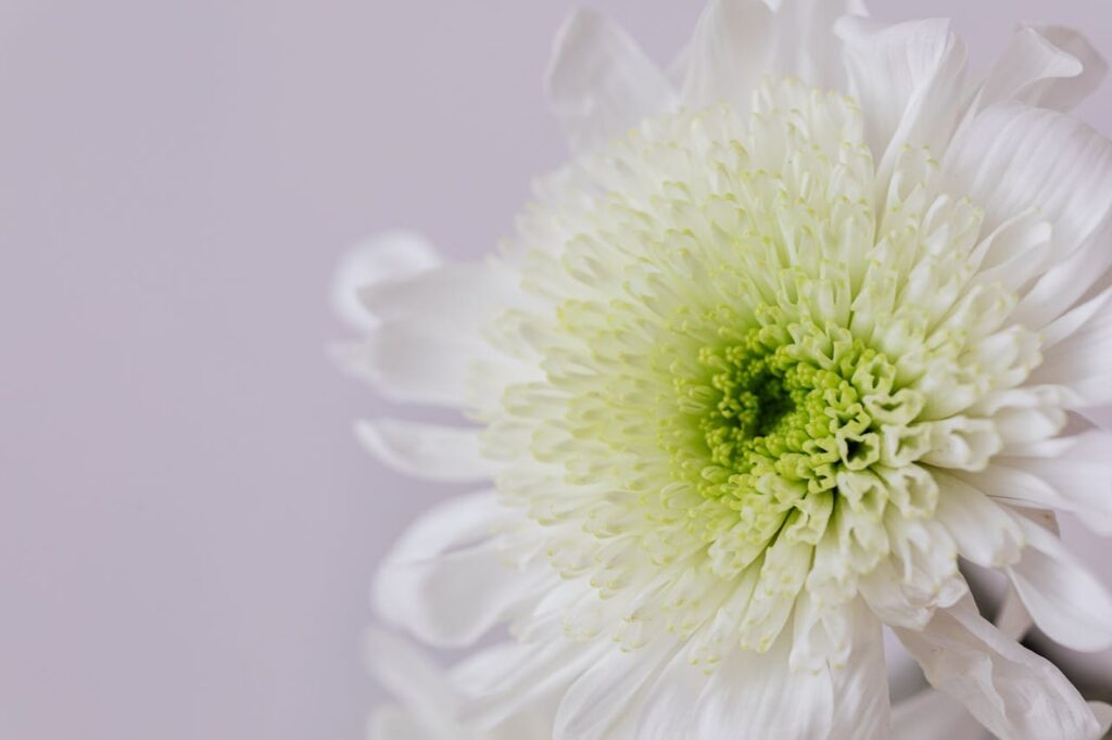 Closeup of elegant flower of white chrysanthemum with green center placed on white background