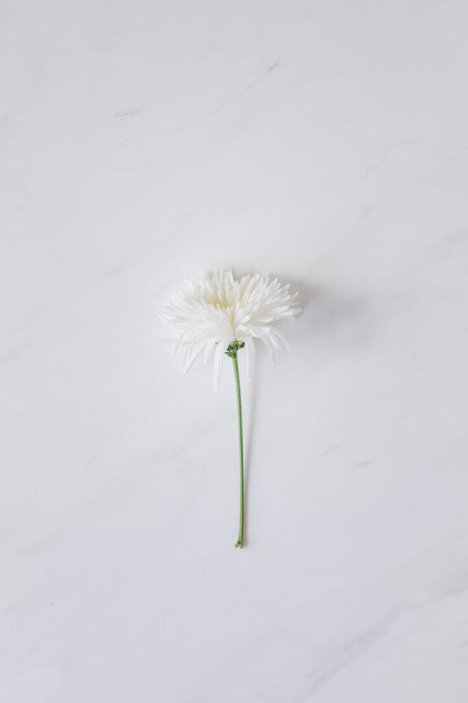 Delicate white flower on a marble background with ample copy space.